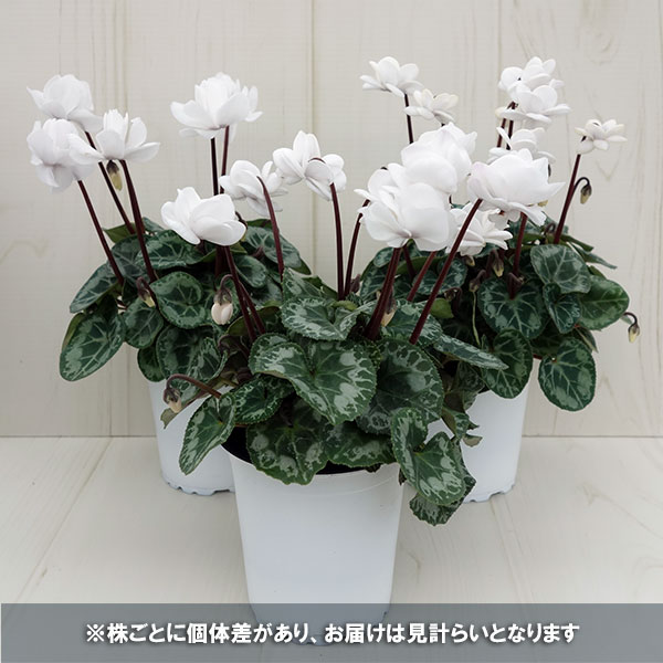 シクラメン:フェアリーピコ・ポーラー3号ロングポット