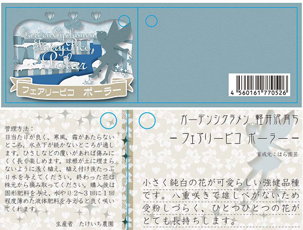 シクラメン:フェアリーピコ・ポーラー3号ロングポット