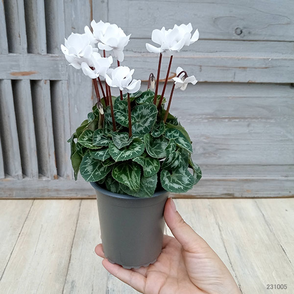 シクラメン:フェアリーピコ・ポーラー3号ロングポット