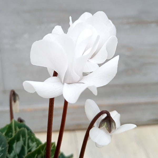 シクラメン:フェアリーピコ・ポーラー3号ロングポット