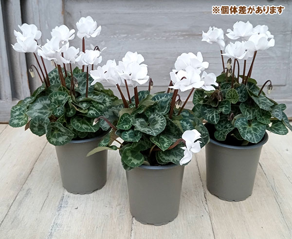 シクラメン:フェアリーピコ・ポーラー3号ロングポット