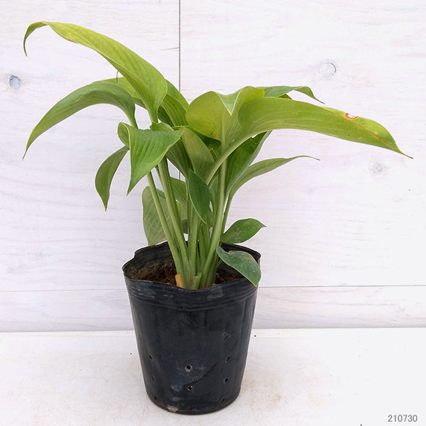 ギボウシ：ミスタービッグ5号ポット