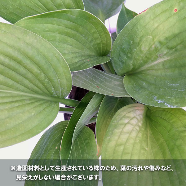 ギボウシ：ミスタービッグ5号ポット