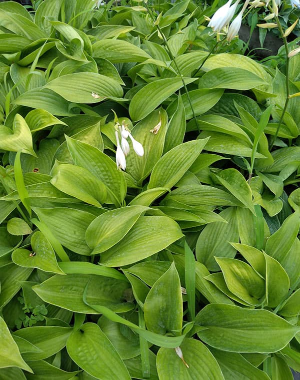 ギボウシ：ミスタービッグ5号ポット