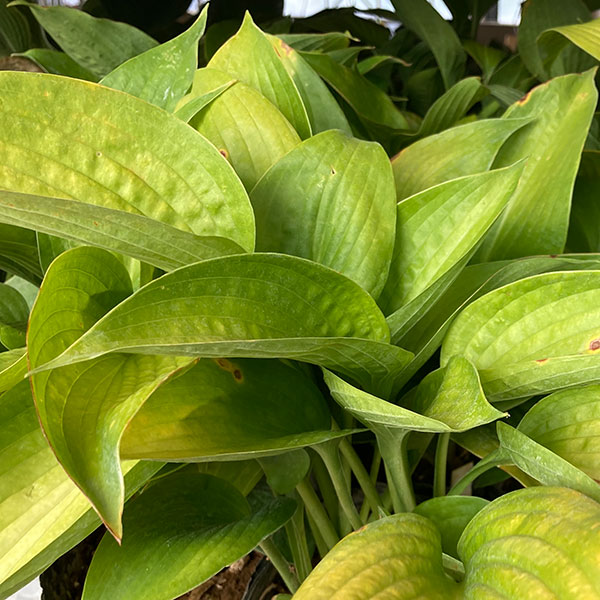 ギボウシ：ミスタービッグ5号ポット