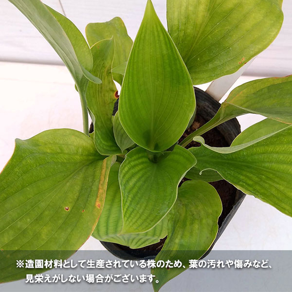 ギボウシ(ホスタ):ライムパッション6号ポット