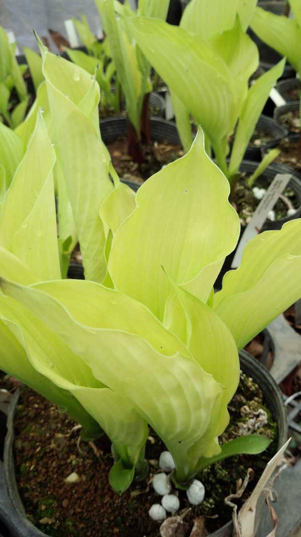 ギボウシ(ホスタ):ライムパッション6号ポット