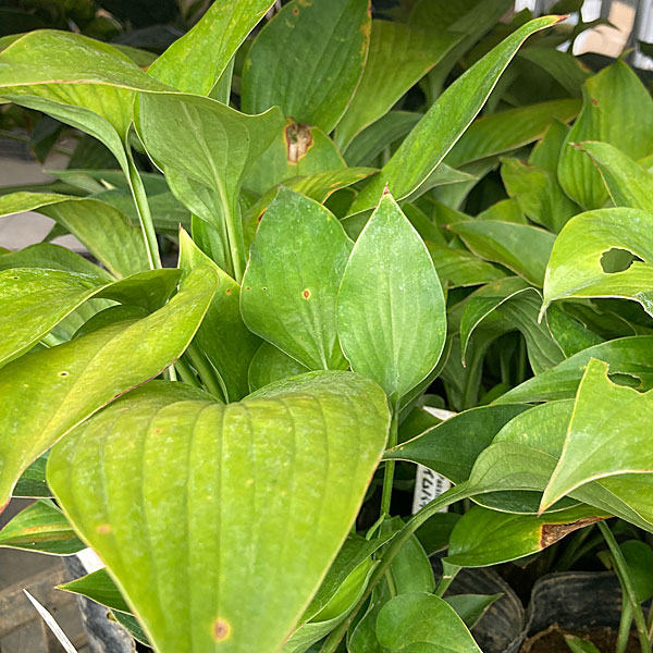 ギボウシ(ホスタ):ライムパッション6号ポット