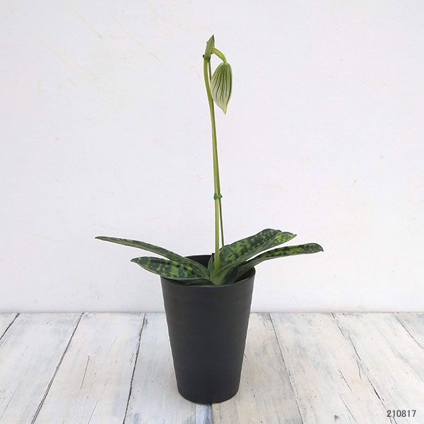 パフィオペディルム:グリーンスジ 3.5-4号鉢植え