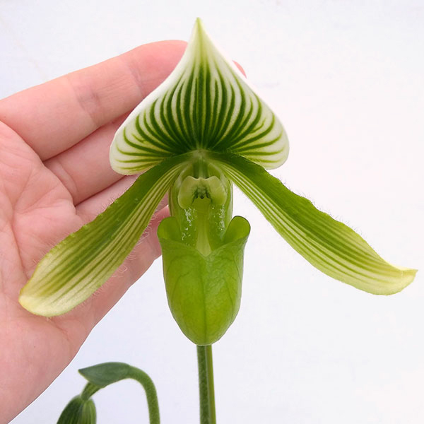 パフィオペディルム:グリーンスジ 3.5-4号鉢植え