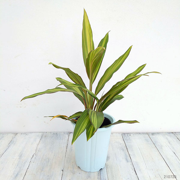 コルジリネ（コルディリネ）：クリスタル　4号鉢入り