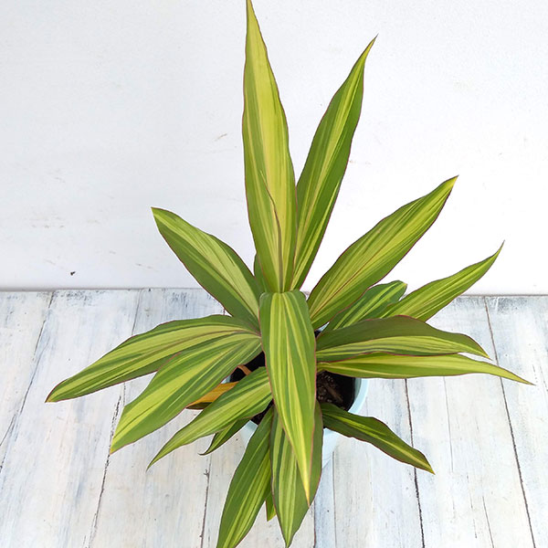 コルジリネ（コルディリネ）：クリスタル　4号鉢入り