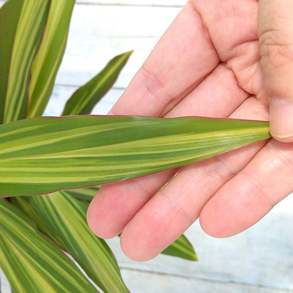 コルジリネ（コルディリネ）：クリスタル　4号鉢入り