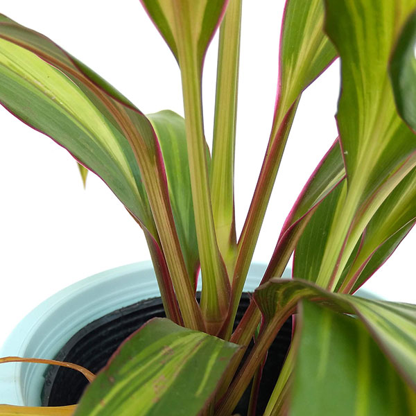 コルジリネ（コルディリネ）：クリスタル　4号鉢入り