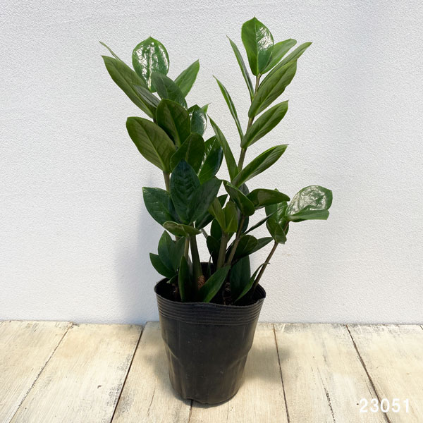 ザミオクルカス：ザミーフォリア　3.5号ロングポット