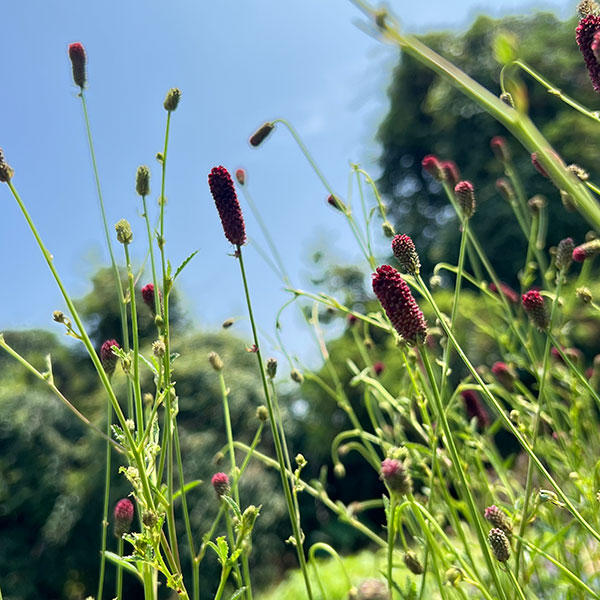 ワレモコウ様 野山の草花・木々の花」植物検索図鑑 | ワレモコウ