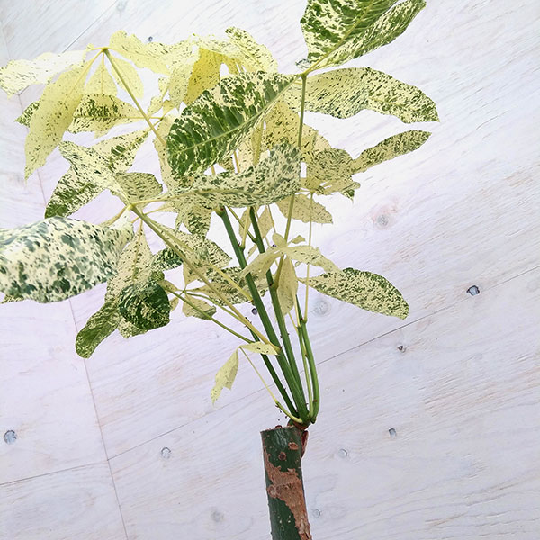 パキラ：ミルキーウェイ　7号鉢植え