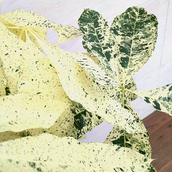 パキラ：ミルキーウェイ　7号鉢植え