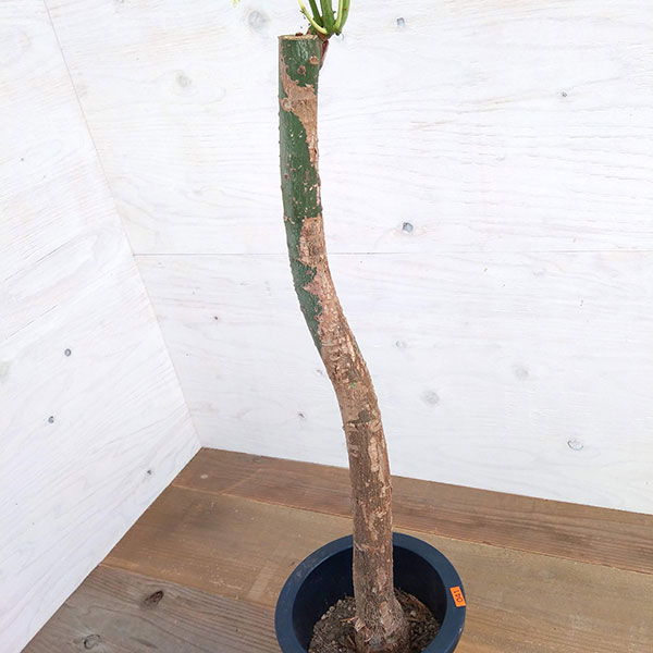 パキラ：ミルキーウェイ　7号鉢植え