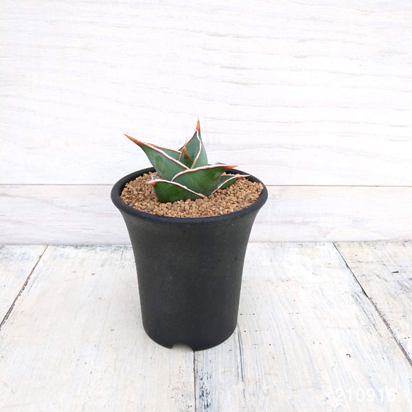 サンスベリア：ピンギキュラ　2.5号鉢植え*