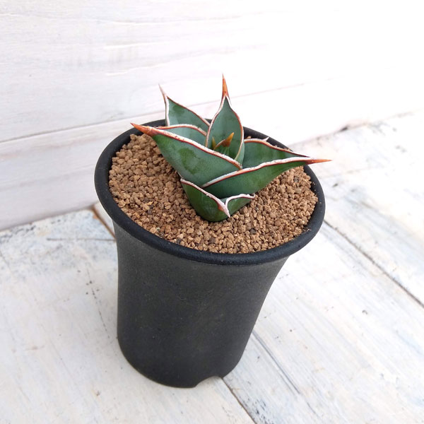 サンスベリア：ピンギキュラ　2.5号鉢植え*