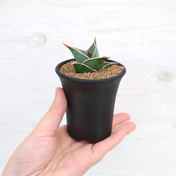 サンスベリア：ピンギキュラ　2.5号鉢植え*