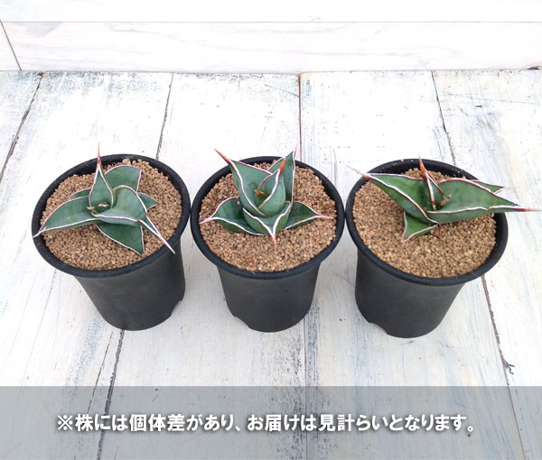 サンスベリア：ピンギキュラ　2.5号鉢植え*