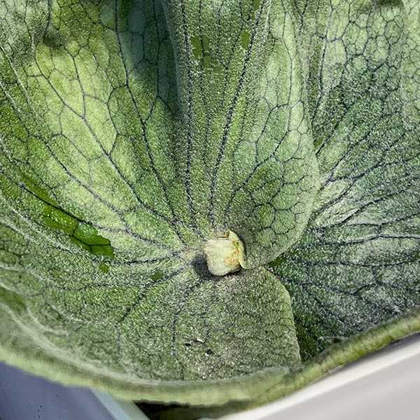 ビカクシダ（コウモリラン）：グランデ 4.5号鉢入り の通販