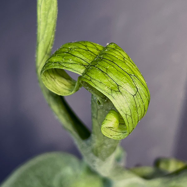 値下げ！ビカクシダ グランデ ビカクシダ『グランデ』苗 1ポット ※送料込み | Planet Plants