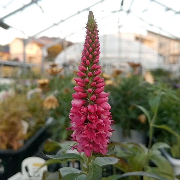 ベロニカ：ハミングバード ピンク3.5号ポット* の通販 | 園芸ネット