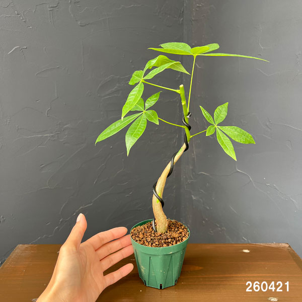 パキラ：グラブラ(実生・曲がり仕立て)　3号鉢植え