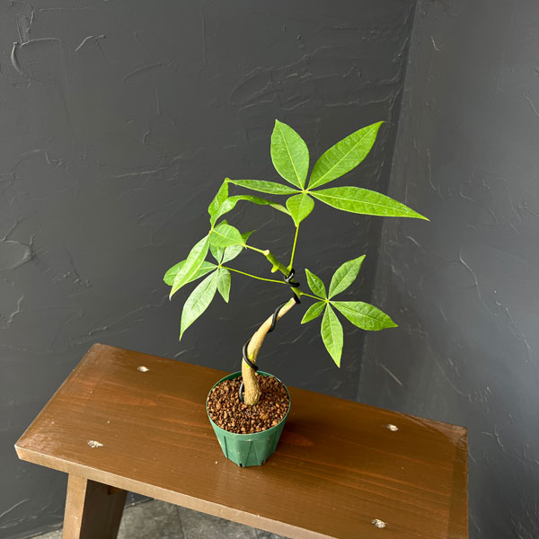 パキラ：グラブラ(実生・曲がり仕立て)　3号鉢植え