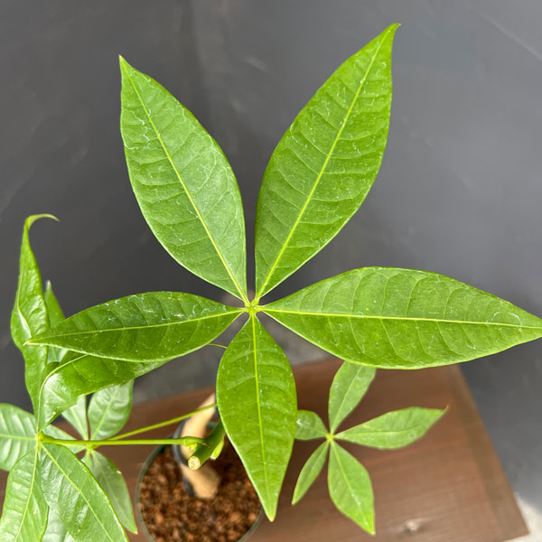 パキラ：グラブラ(実生・曲がり仕立て)　3号鉢植え