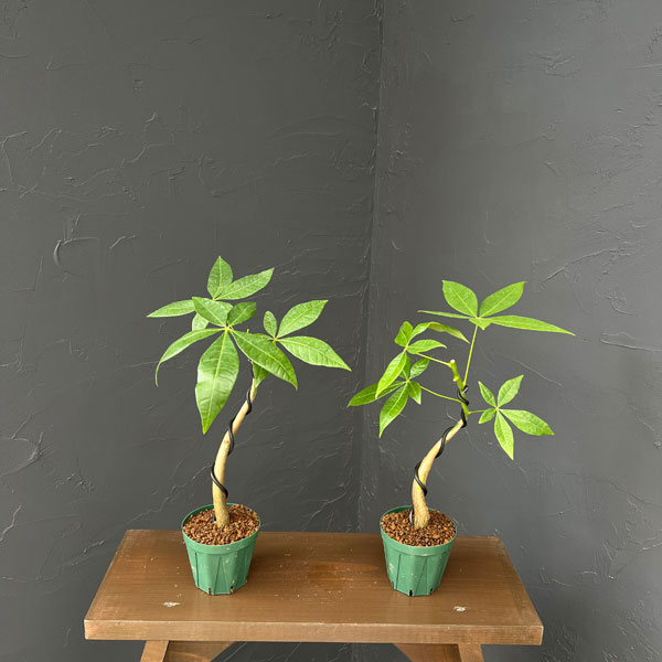 パキラ：グラブラ(実生・曲がり仕立て)　3号鉢植え