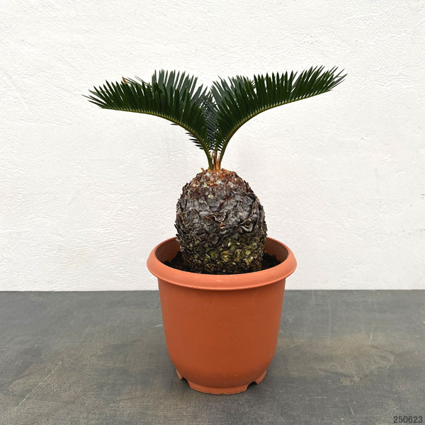 ソテツ:年季の入ったソテツ(蘇鉄)5号鉢植え