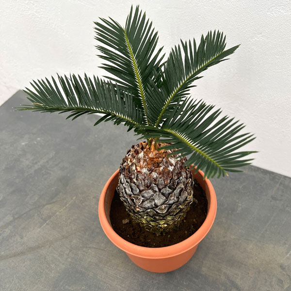 ソテツ:年季の入ったソテツ(蘇鉄)5号鉢植え