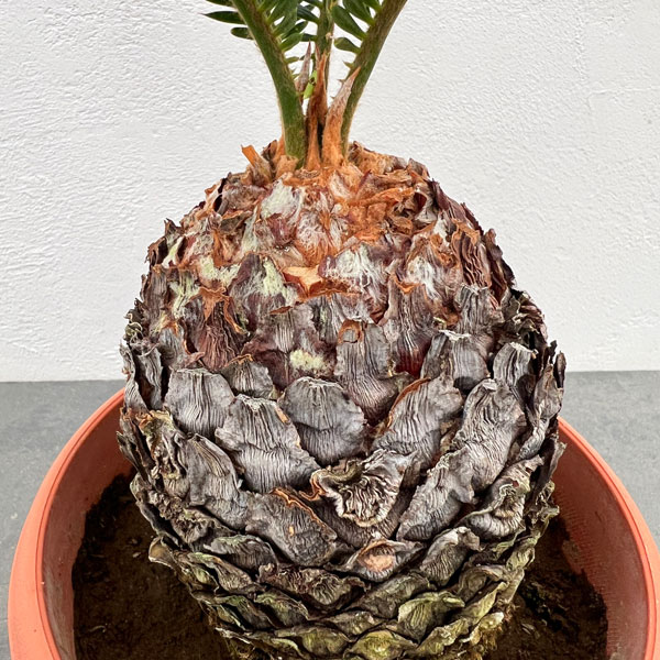 ソテツ:年季の入ったソテツ(蘇鉄)5号鉢植え