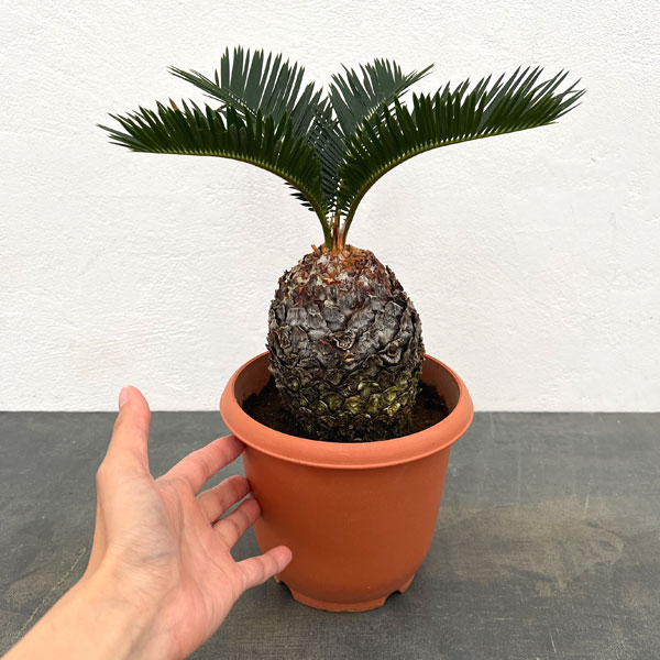 ソテツ:年季の入ったソテツ(蘇鉄)5号鉢植え