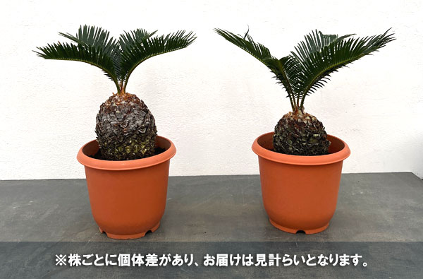 ソテツ:年季の入ったソテツ(蘇鉄)5号鉢植え