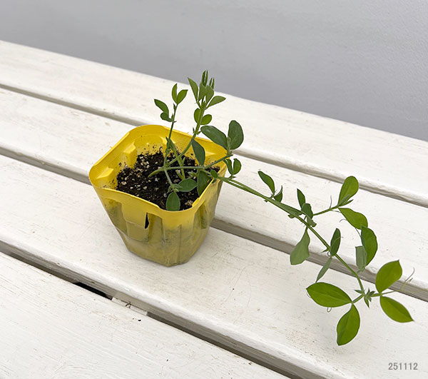 スイートピー：イエロー（No.1）3号ポット