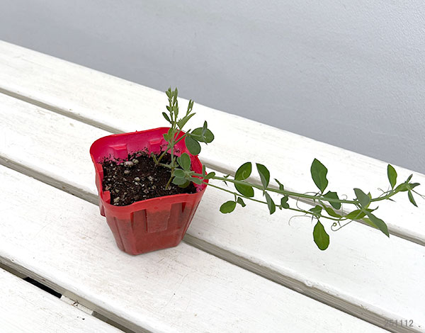 スイートピー：スカーレット（No.2）3号ポット 2株セット