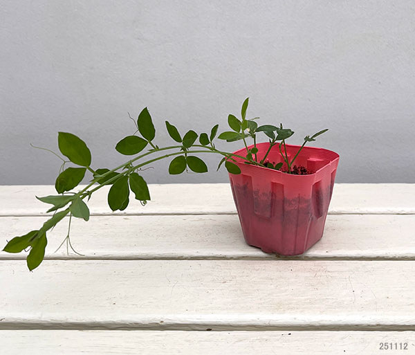 スイートピー：ピンク（No.3）3号ポット 2株セット