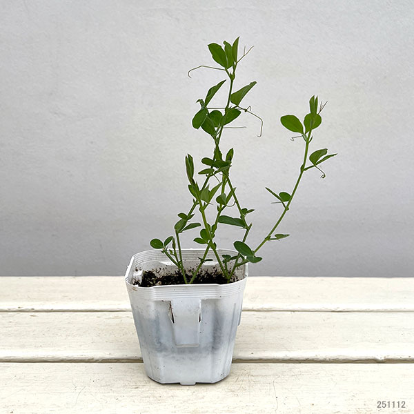 スイートピー：ホワイト（No.5）3号ポット 2株セット