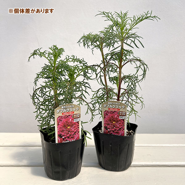 コスモス:ダブルクリック クランベリー3号ポット