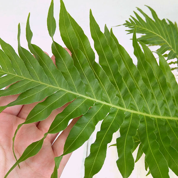 ブレクナム(ロマリア) シルバーレディー 6号鉢植え