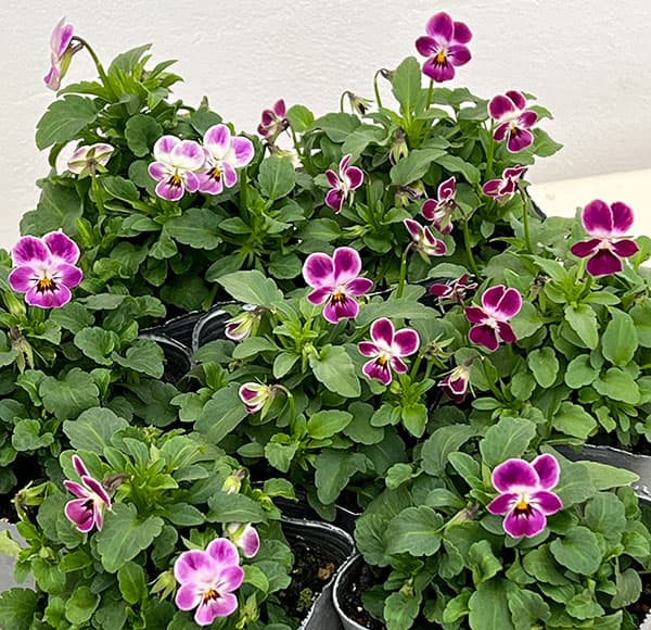 春待ちビオラ MSKガーデンビオラ:極小輪タイプ4種セット