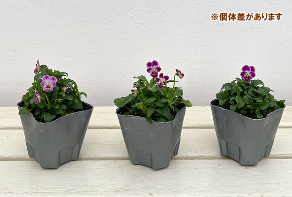 春待ちビオラ MSKガーデンビオラ:極小輪タイプ4種セット