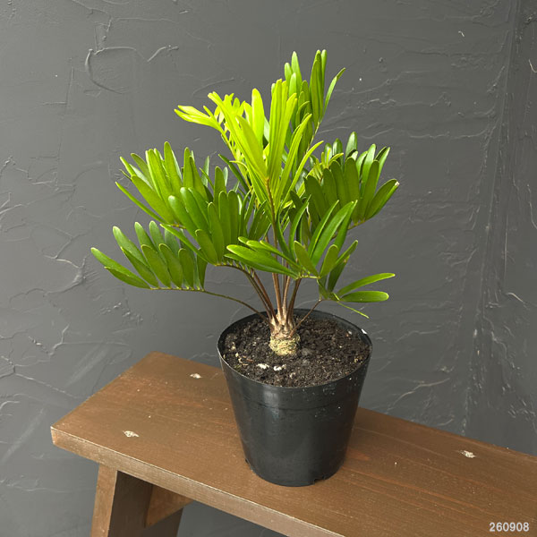 ザミア：フロリダ―ナ　5号鉢植え
