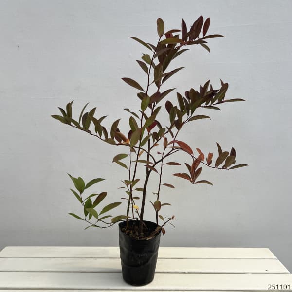 コバノズイナ：ヘンリーズガーネット4.5号ポット