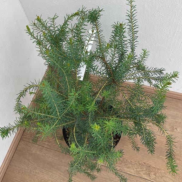 バンクシア：ヌタンス5号鉢植え